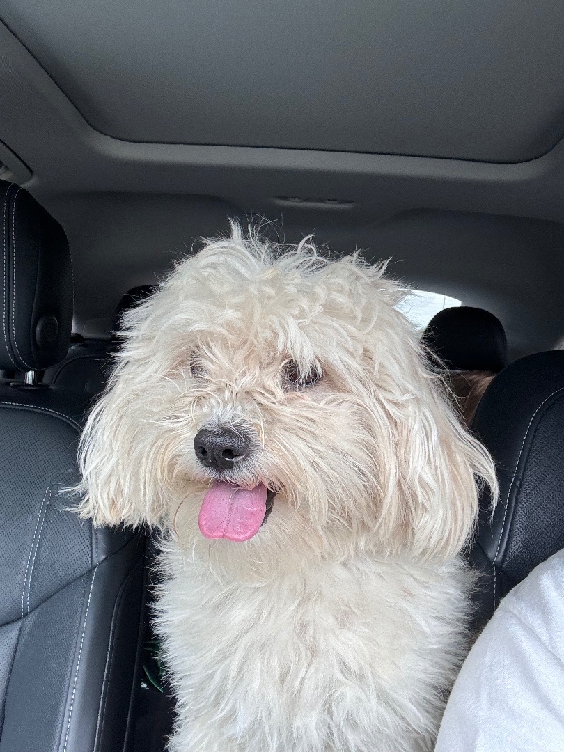 Oreo, a Adopted mixed breed in Austin, TX image 2/3