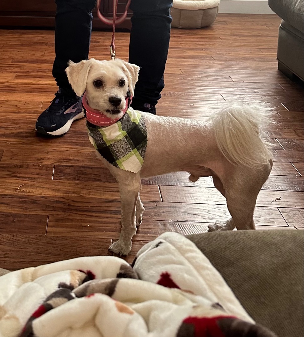 Oreo, a Adopted mixed breed in Austin, TX image 3/3