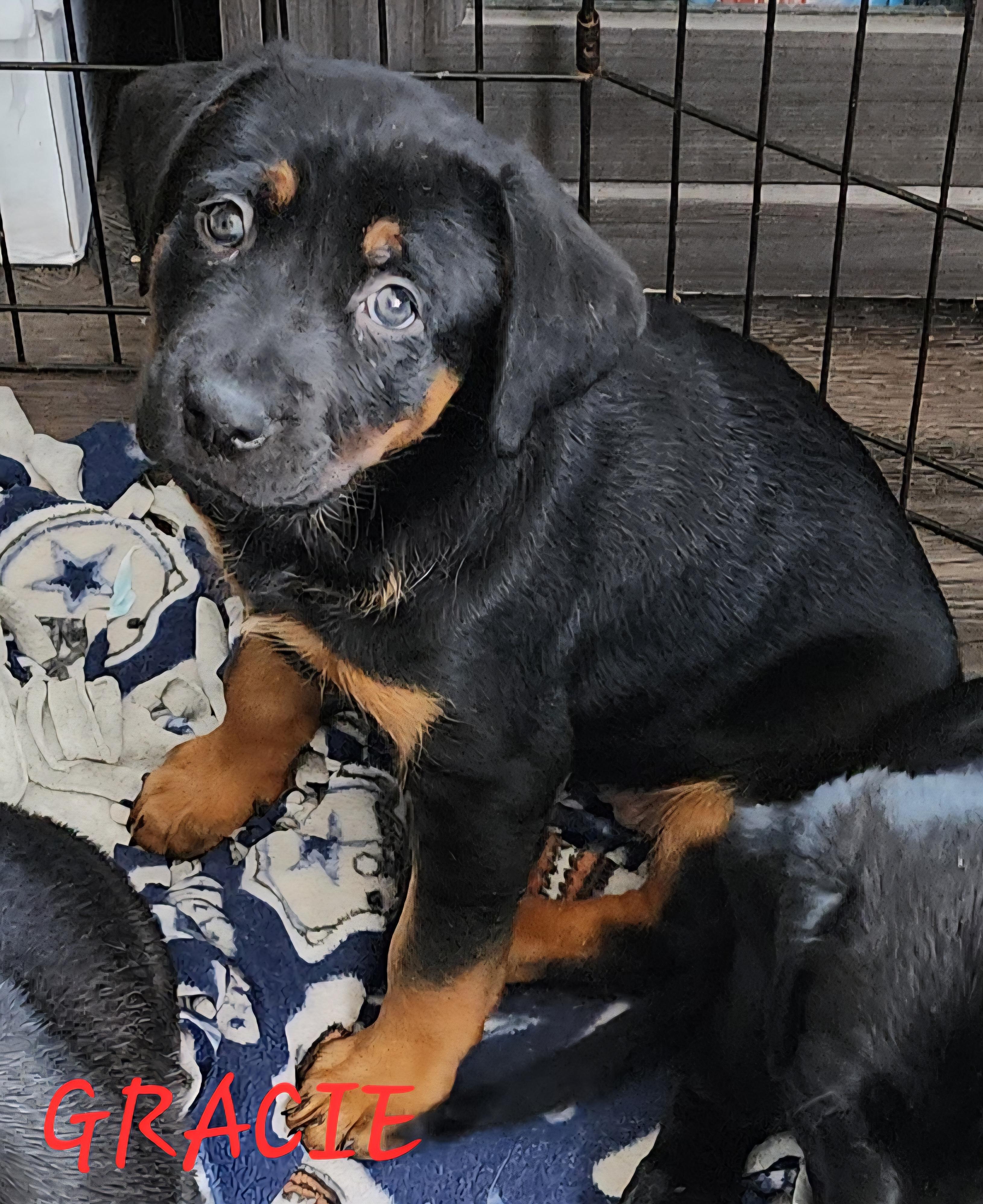 Gracie, Baby Female Black Labrador Retriever