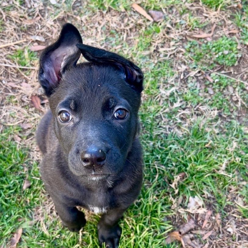 Enlarge Midnight, a Adoptable Mixed Breed in Winston Salem, NC image 2/6