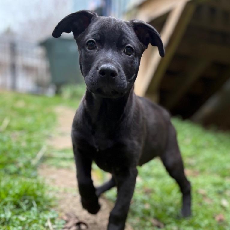 Enlarge Midnight, a Adoptable Mixed Breed in Winston Salem, NC image 3/6