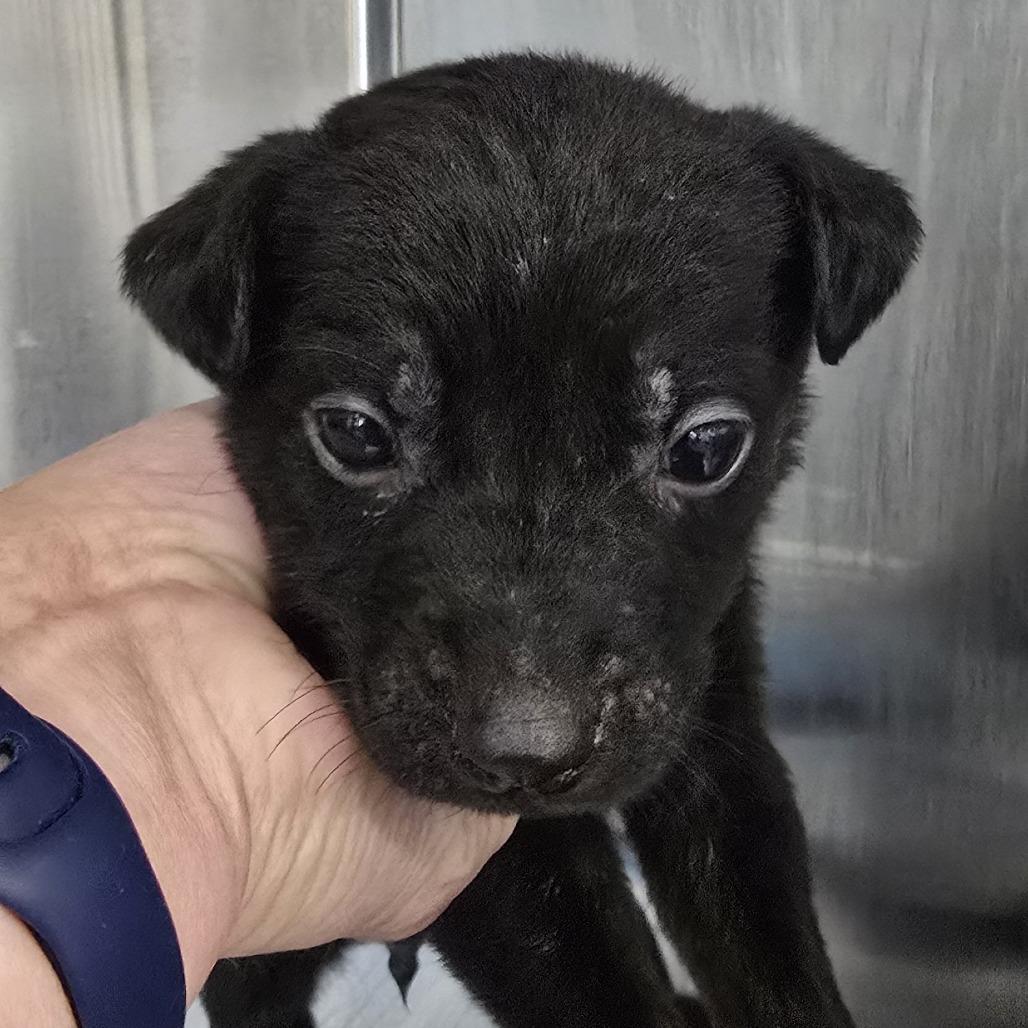 Enlarge Midnight, a Adoptable Mixed Breed in Winston Salem, NC image 5/6