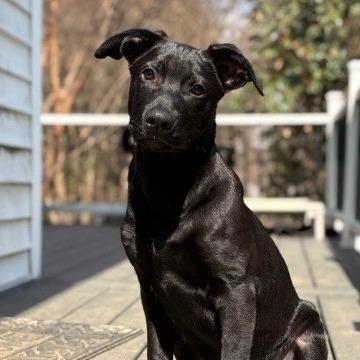 Enlarge Midnight, a Adoptable Mixed Breed in Winston Salem, NC image 6/6