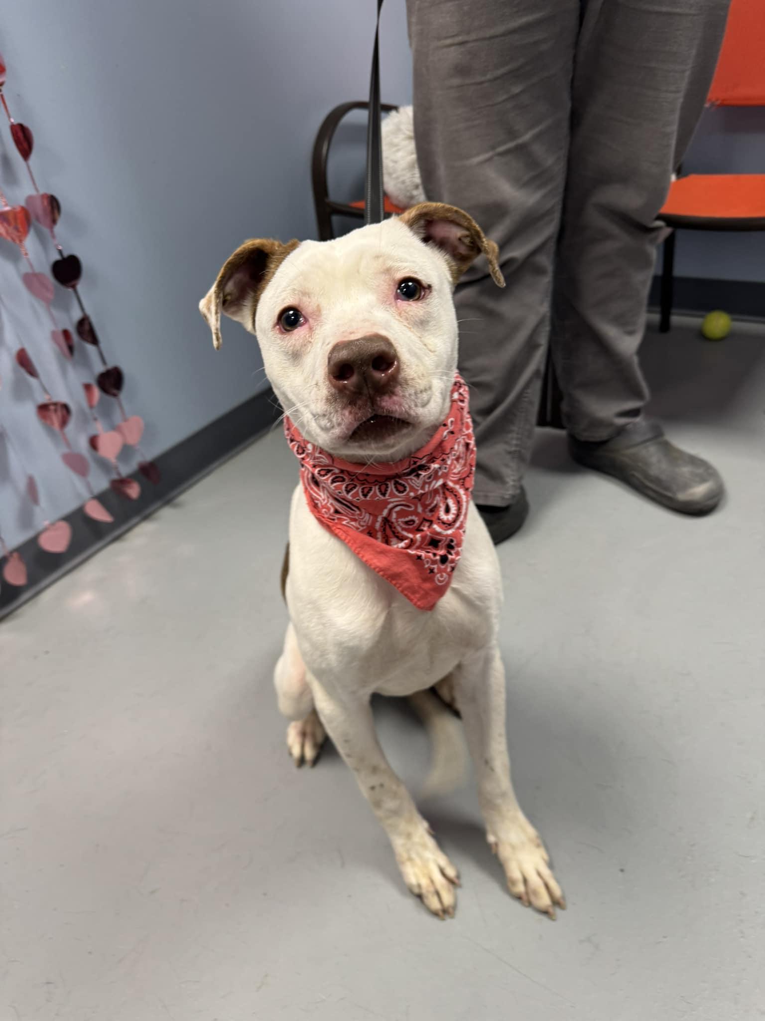 Topanga, Adoptable, Young Female Terrier.