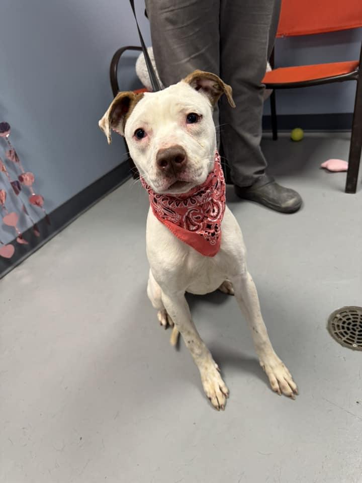 Topanga, a Adoptable Terrier in Zanesville, OH image 2/3