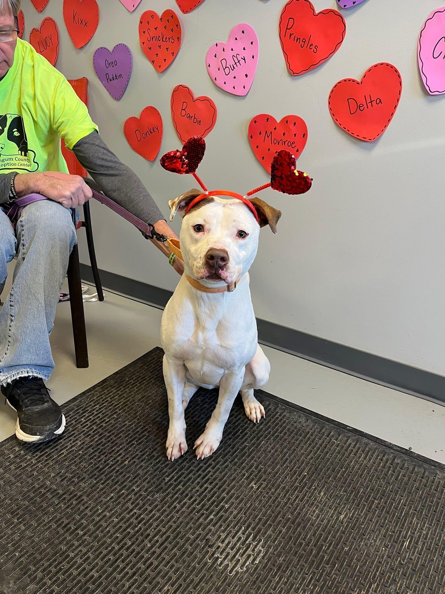 Enlarge Topanga, a Adoptable Terrier in Zanesville, OH image 1/6