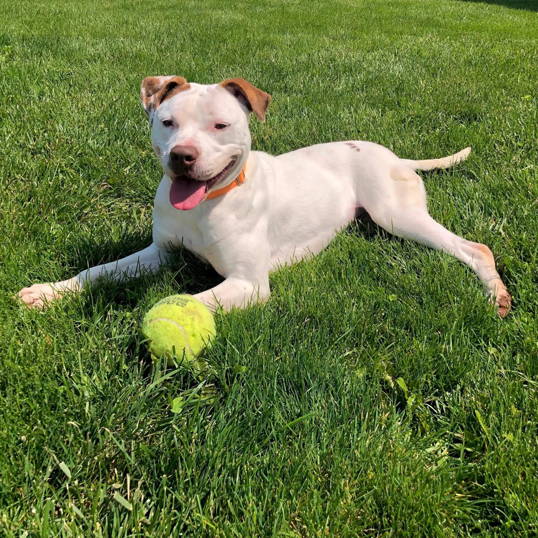 Enlarge Topanga, a Adoptable Terrier in Zanesville, OH image 4/6