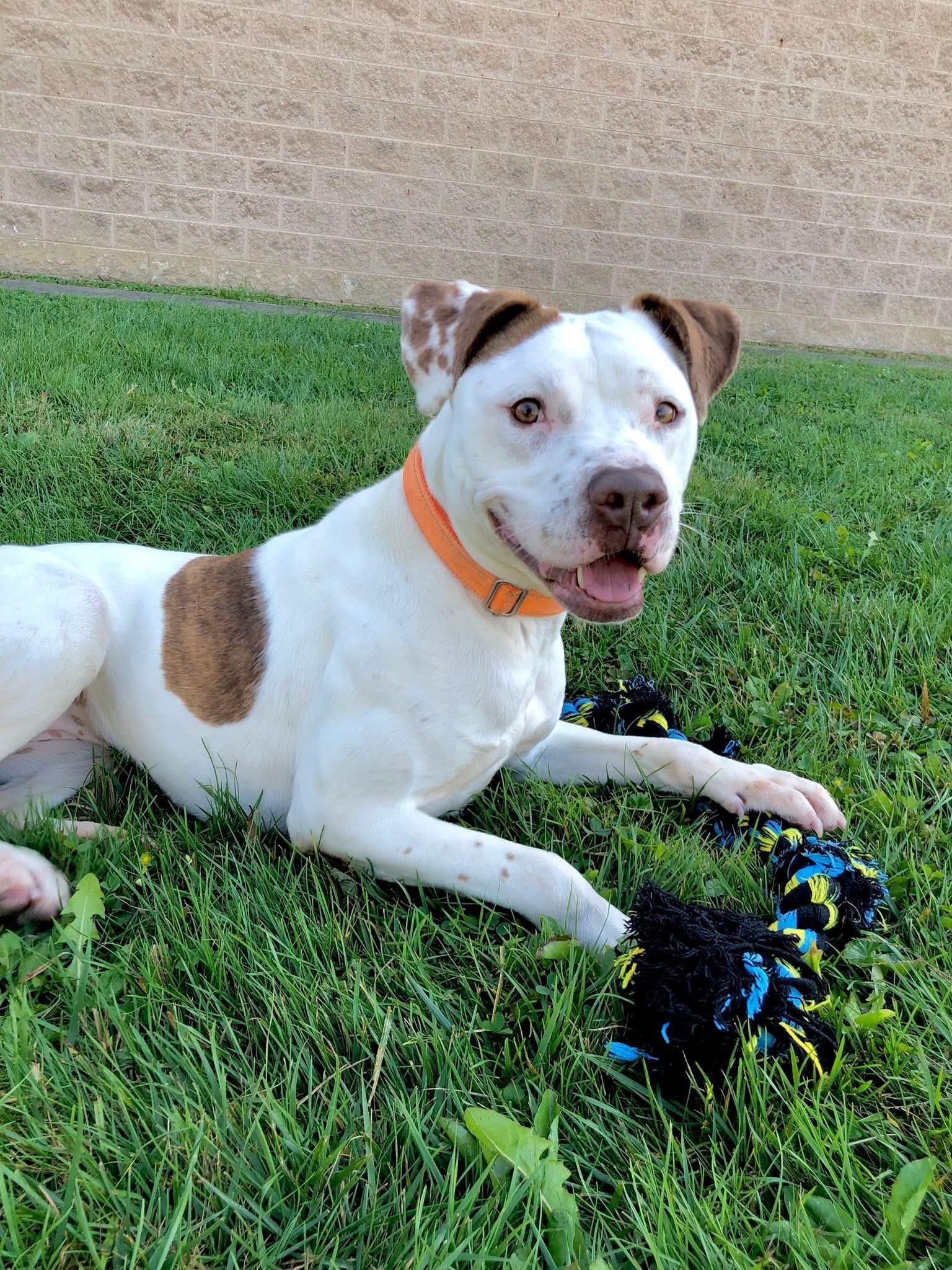 Enlarge Topanga, a Adoptable Terrier in Zanesville, OH image 5/6