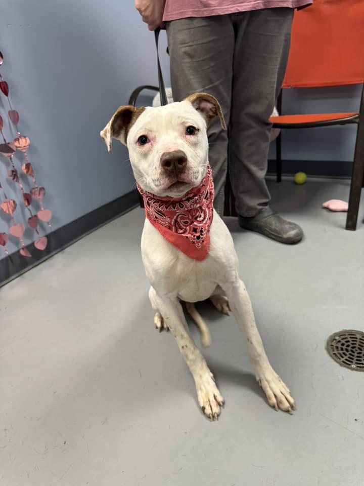 Topanga, a Adoptable Terrier in Zanesville, OH image 3/3