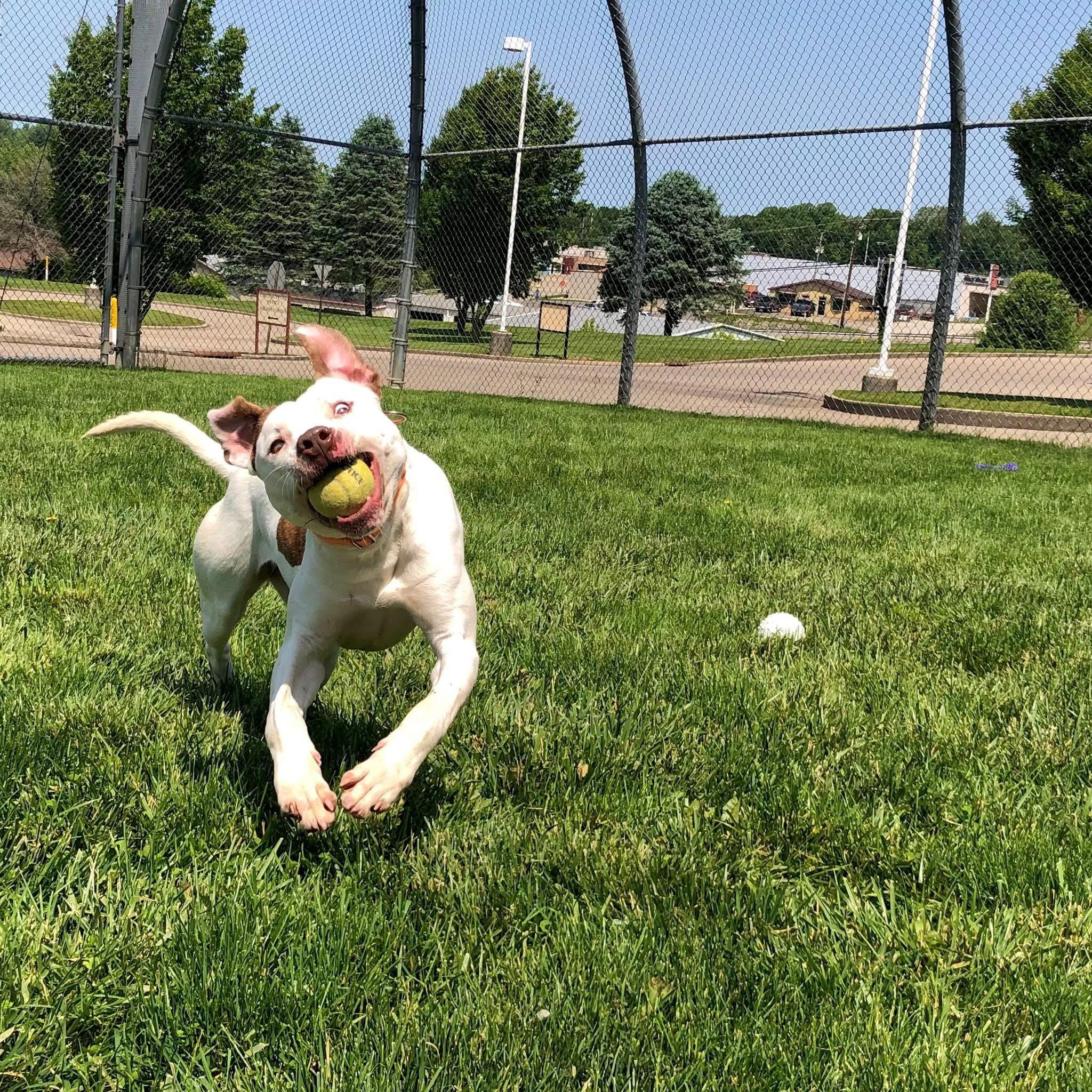 Enlarge Topanga, a Adoptable Terrier in Zanesville, OH image 6/6