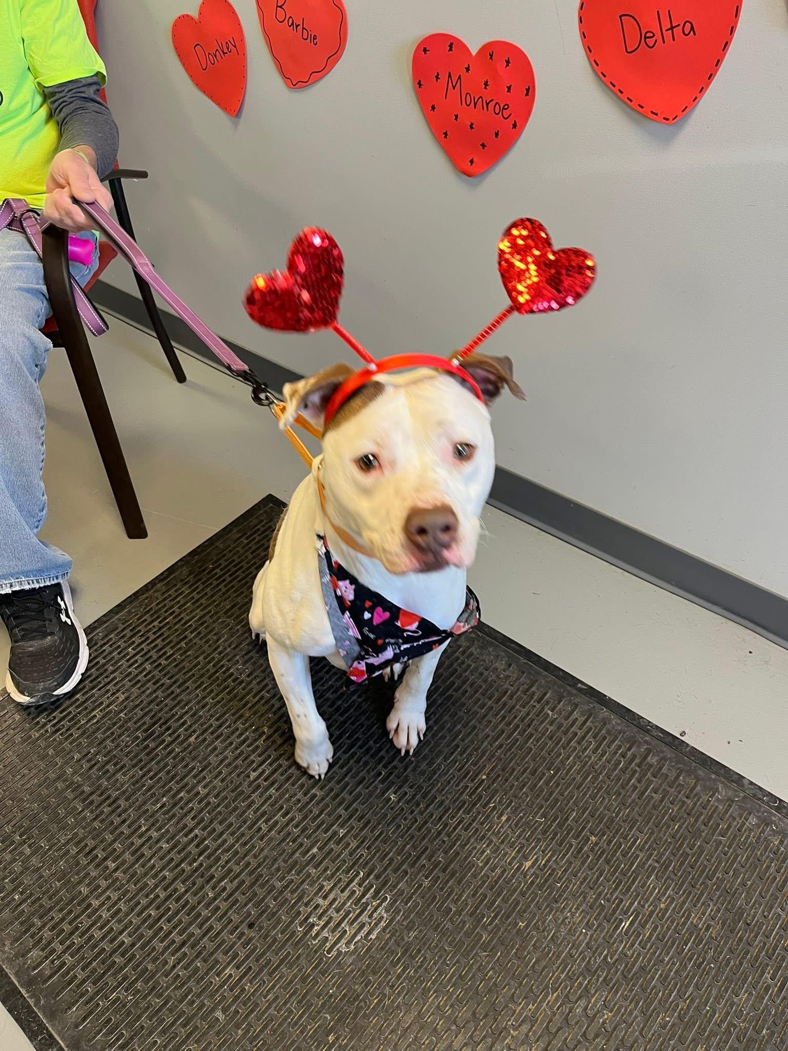 Enlarge Topanga, a Adoptable Terrier in Zanesville, OH image 3/6