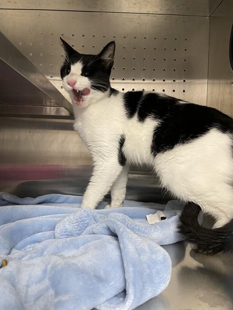 LAZLO, Adoptable, Young Male Domestic Short Hair.