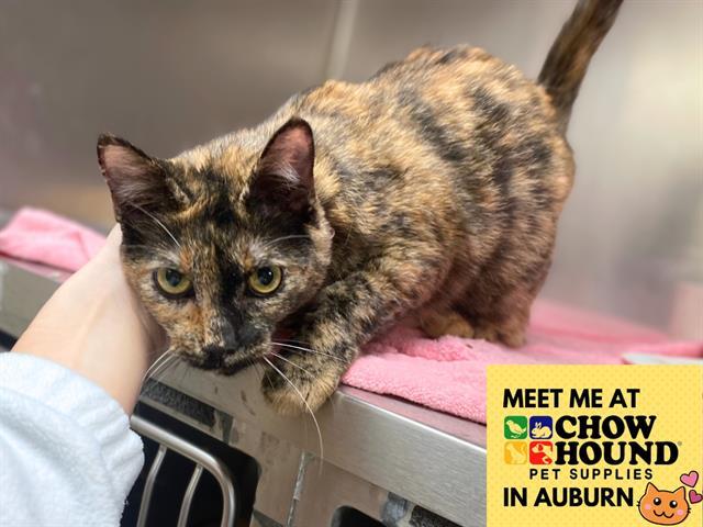 CAMMIE, Adoptable, Young Female Domestic Short Hair.