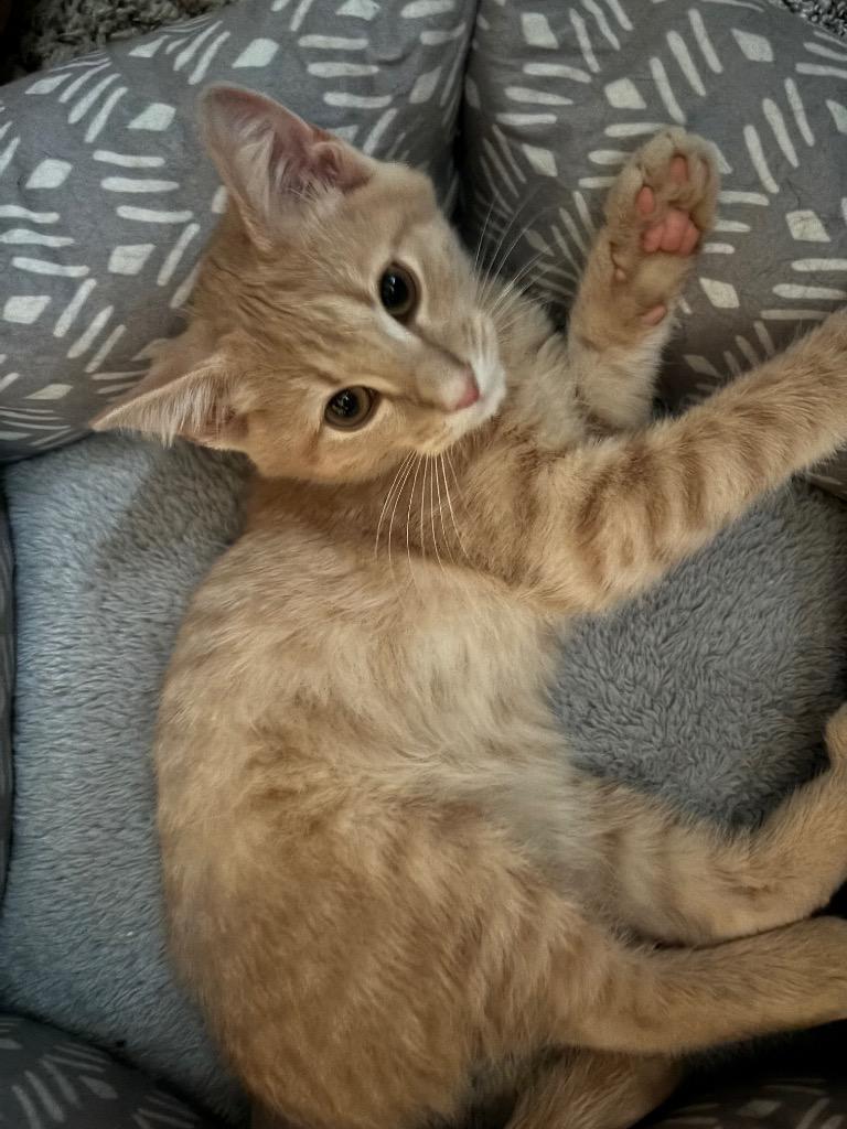 Dill, Adoptable, Young Male Domestic Short Hair.