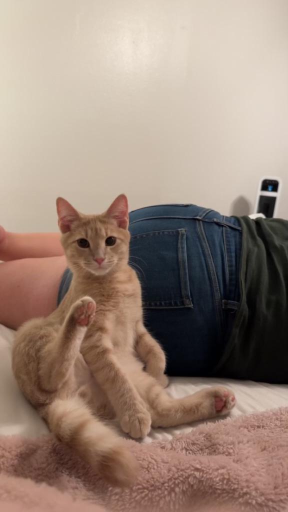 Dill, Adoptable, Young Male Domestic Short Hair.