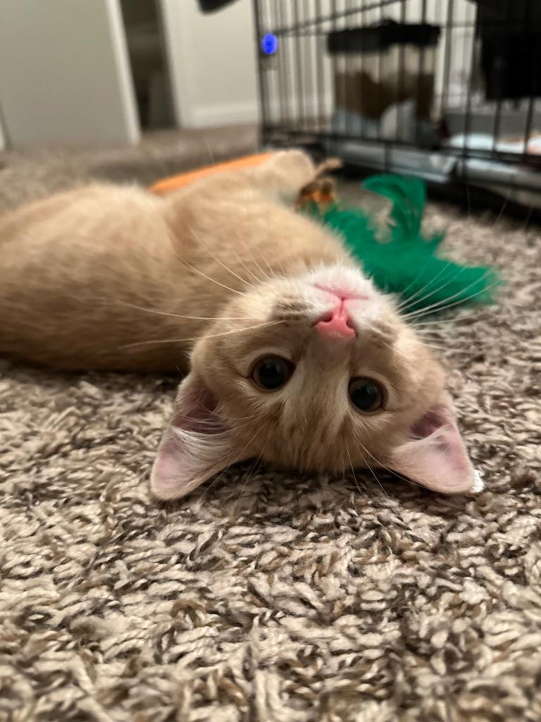 Dill, Adoptable, Young Male Domestic Short Hair.