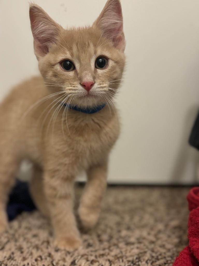 Dill, a Adoptable mixed breed in Claremore, OK image 3/6