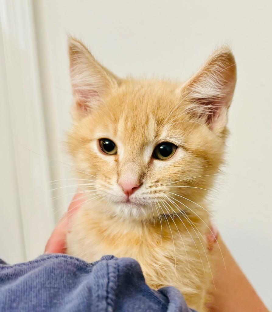 Enlarge Dill, a Adoptable mixed breed in Claremore, OK image 3/6