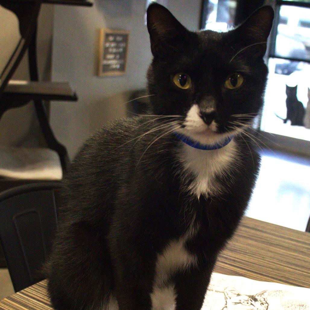 Enlarge Sebas, a Adoptable Domestic Short Hair in Lakeland, FL image 1/2