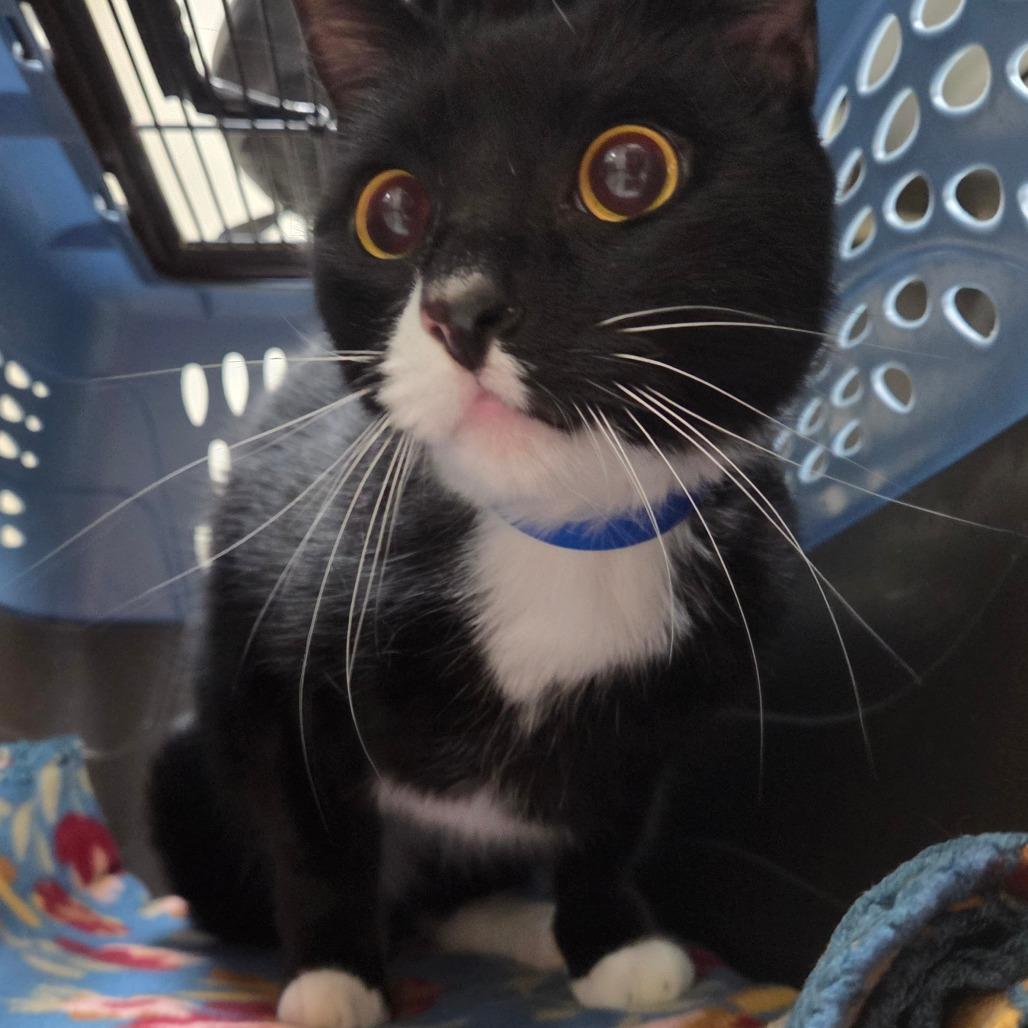 Enlarge Sebas, a Adoptable Domestic Short Hair in Lakeland, FL image 2/2