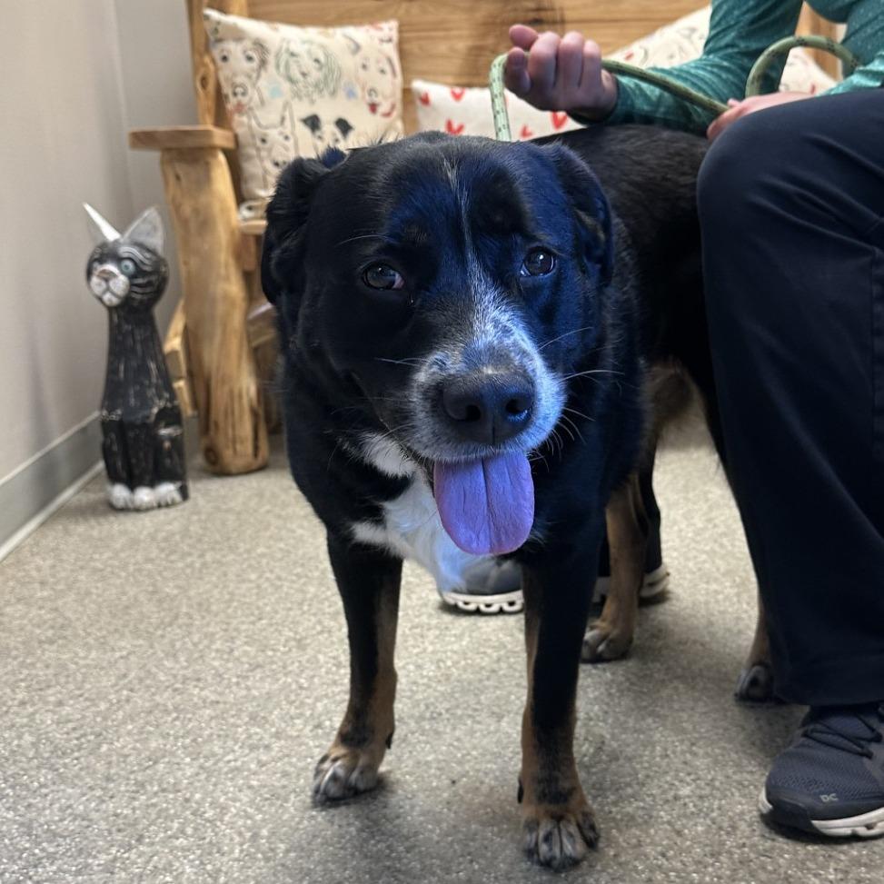 Enlarge Dolly, a Adoptable Mixed Breed in Blue Ridge, GA image 1/4