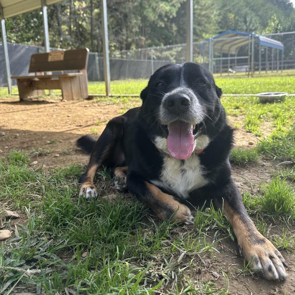 Enlarge Dolly, a Adoptable Mixed Breed in Blue Ridge, GA image 2/4