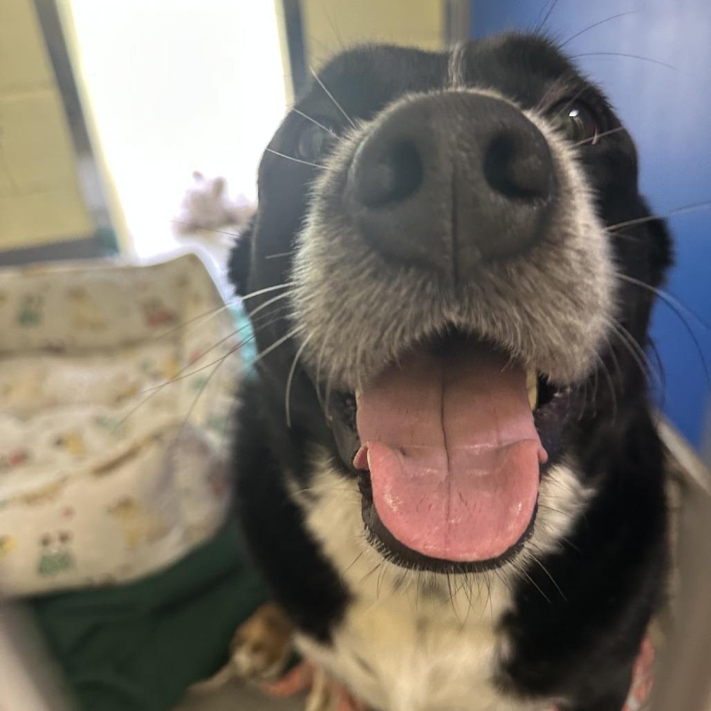 Enlarge Dolly, a Adoptable Mixed Breed in Blue Ridge, GA image 3/4