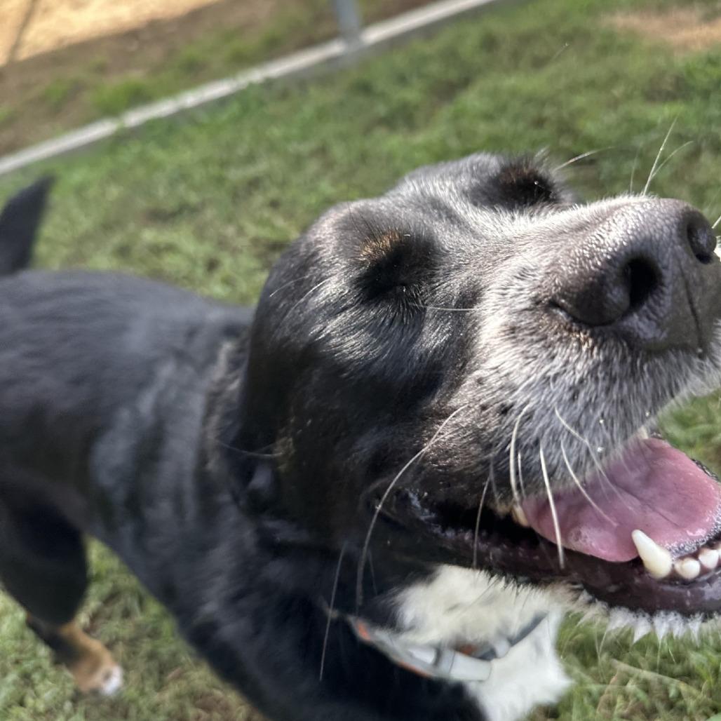 Enlarge Dolly, a Adoptable Mixed Breed in Blue Ridge, GA image 4/4