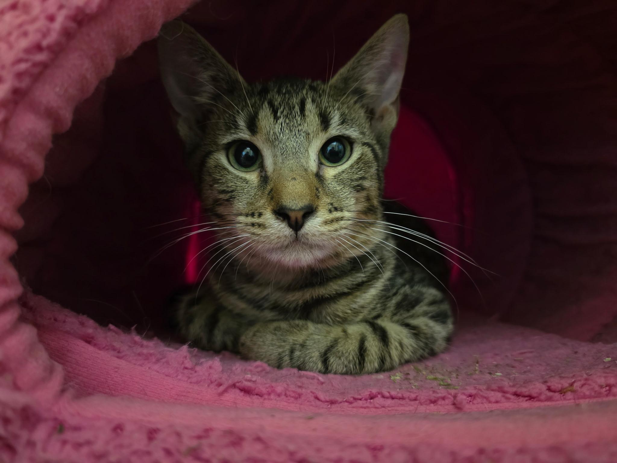 Enlarge Ellard, a Adopted Domestic Short Hair in Albany, NY image 2/2