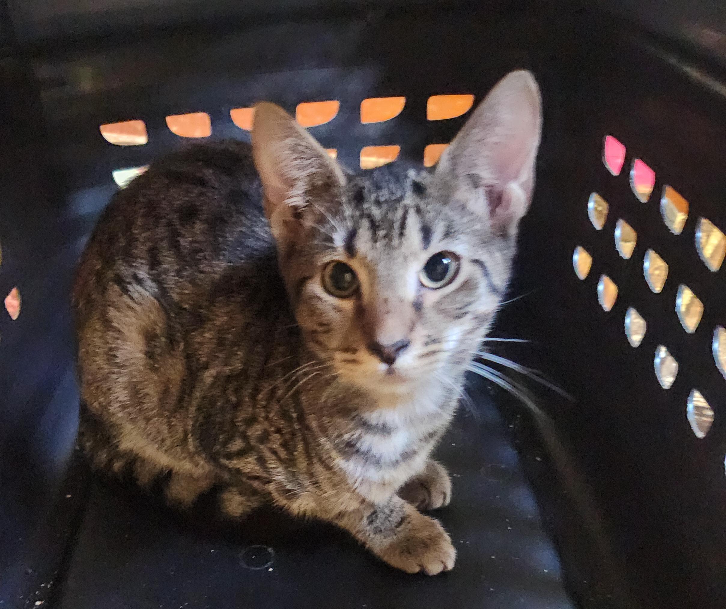Ellard, Adopted, Kitten Male Domestic Short Hair.