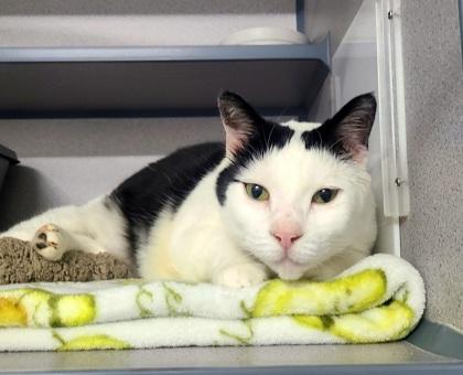 Marge (Available from foster), ADOPTABLE, Adult Female Domestic Short Hair.
