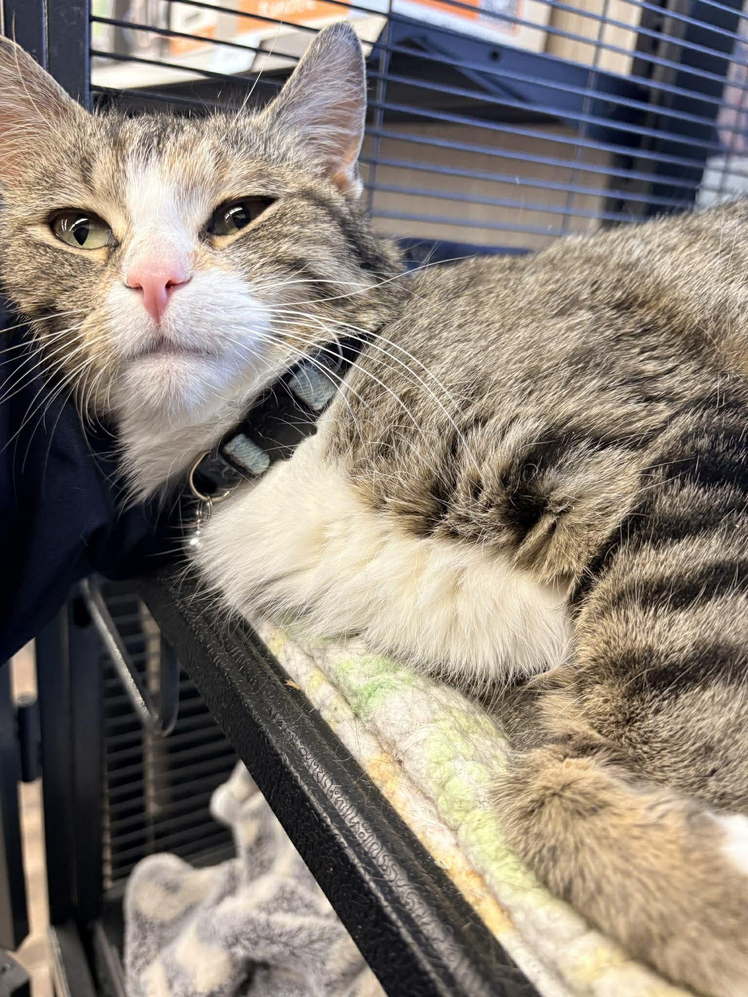 Enlarge Ms. Beth, a ADOPTABLE Domestic Short Hair in Calgary, AB image 3/5