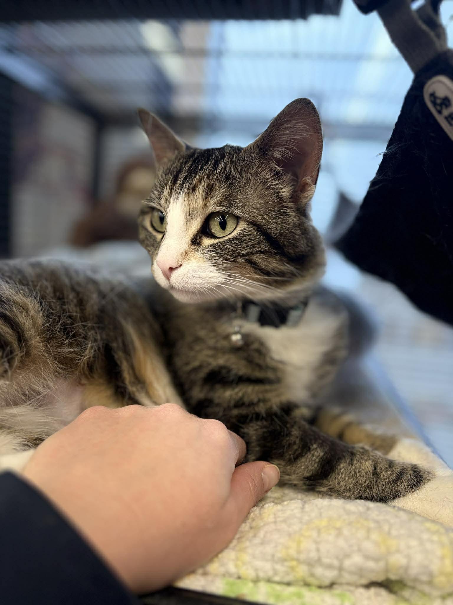 Enlarge Ms. Beth, a ADOPTABLE Domestic Short Hair in Calgary, AB image 2/5