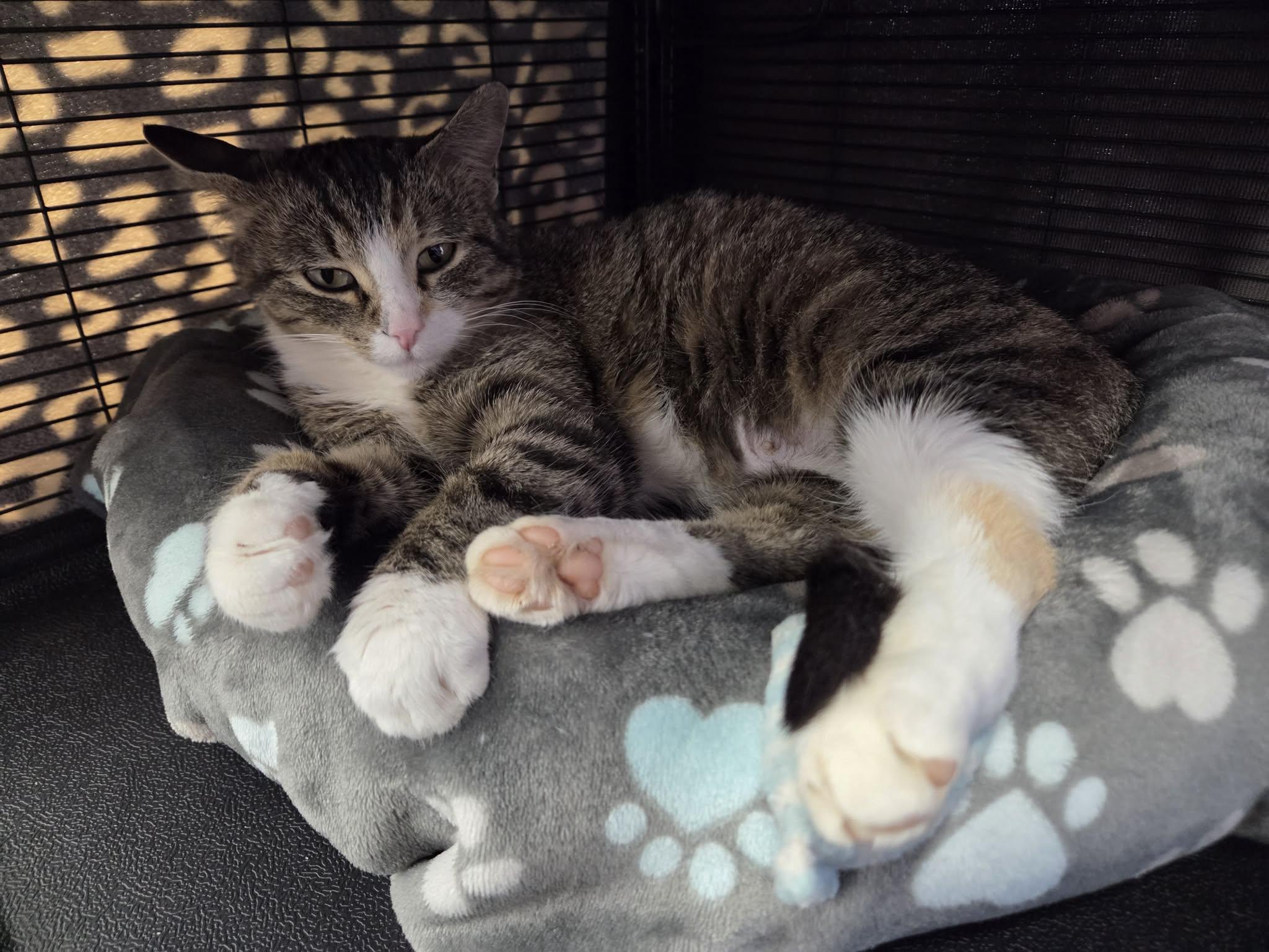 Ms. Beth, a ADOPTABLE Domestic Short Hair in Calgary, AB image 1/2