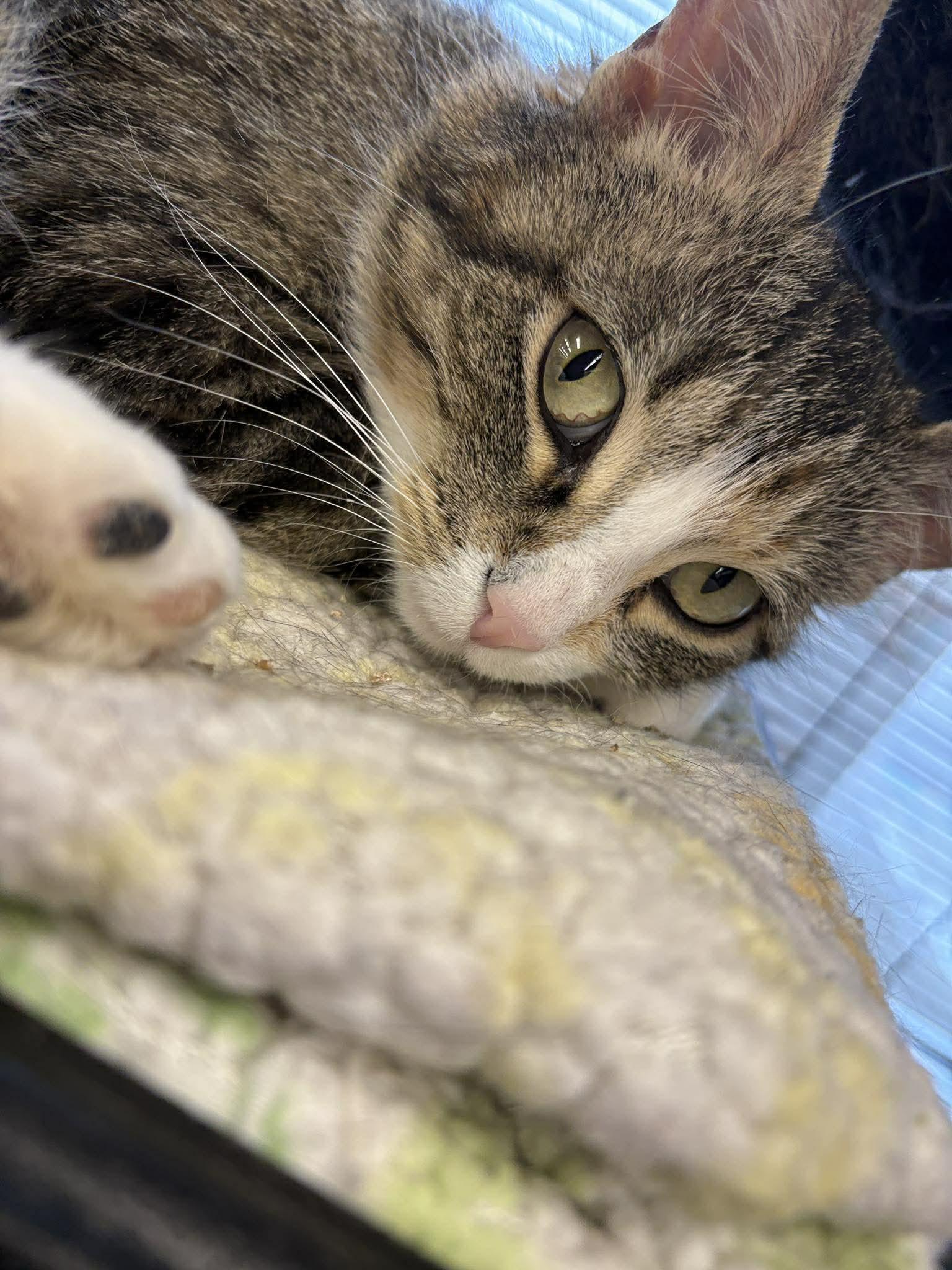 Ms. Beth, ADOPTABLE, Adult Female Domestic Short Hair.