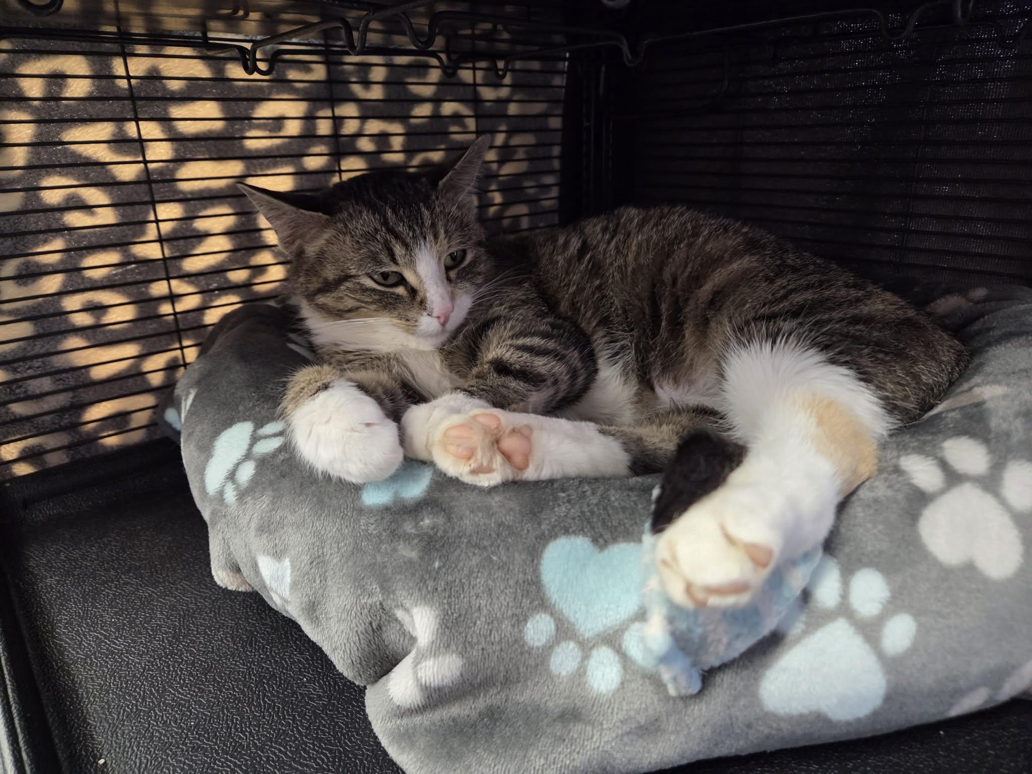 Ms. Beth, a ADOPTABLE Domestic Short Hair in Calgary, AB image 2/2