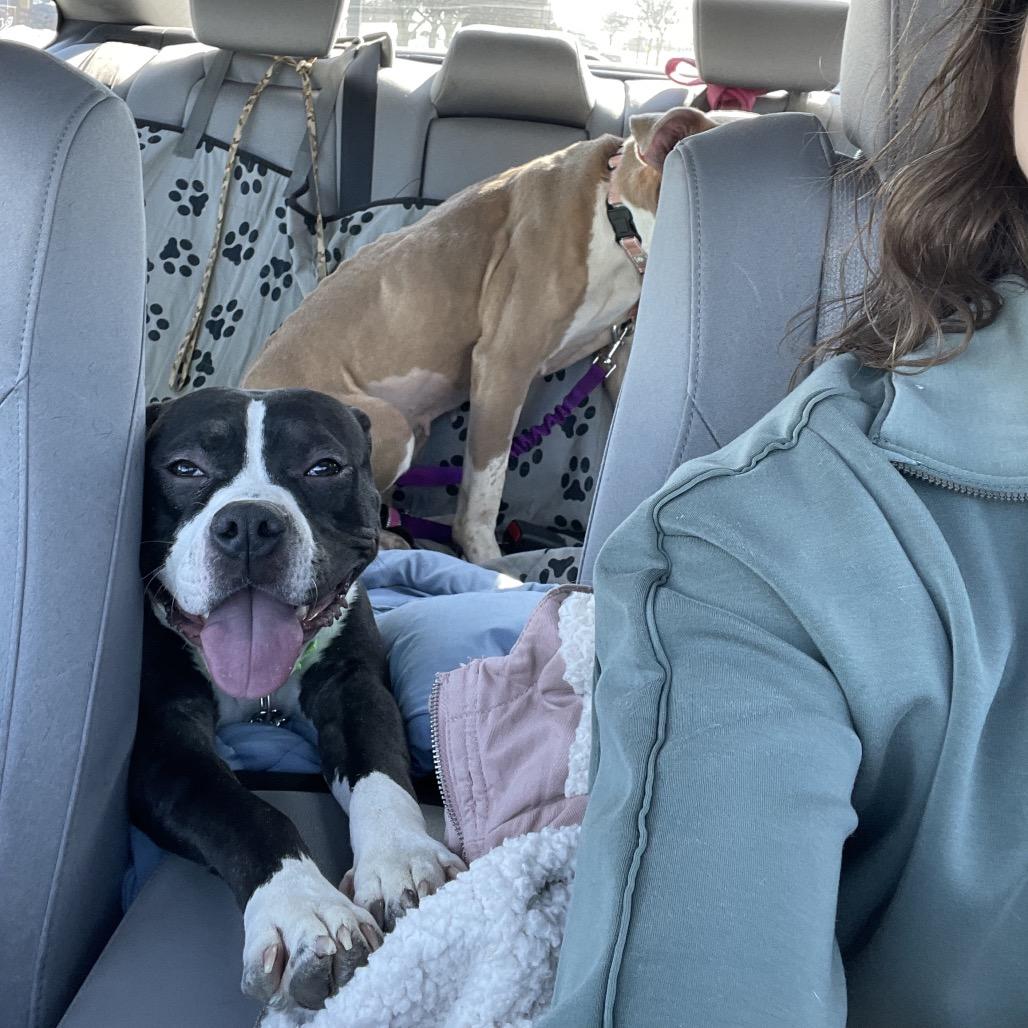 Jasmine, Adoptable, Adult Female Boxer & Mixed Breed.