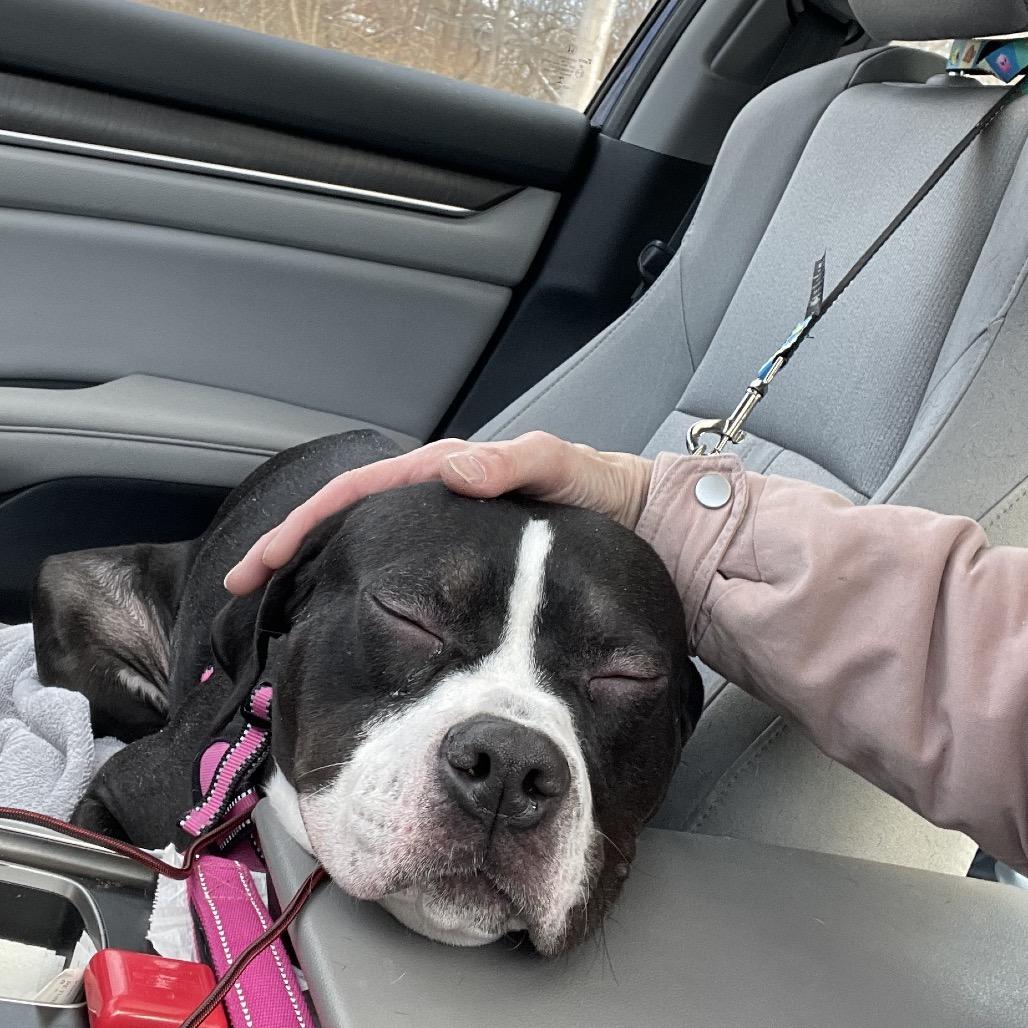 Enlarge Jasmine, a Adoptable mixed breed in Springboro, OH image 2/6