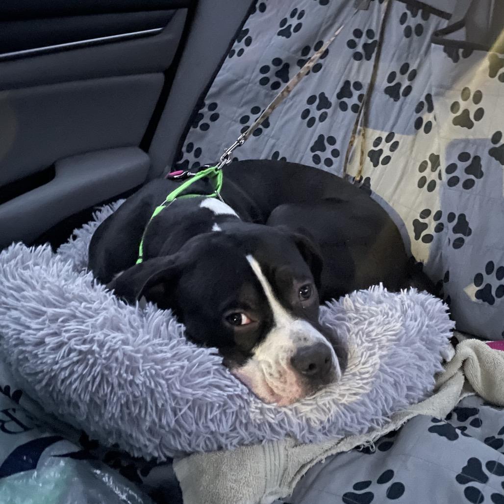 Enlarge Jasmine, a Adoptable mixed breed in Springboro, OH image 3/6