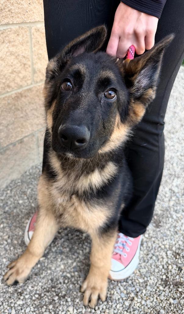 Enlarge Judo, a Adoptable German Shepherd Dog in Lima, OH image 1/1