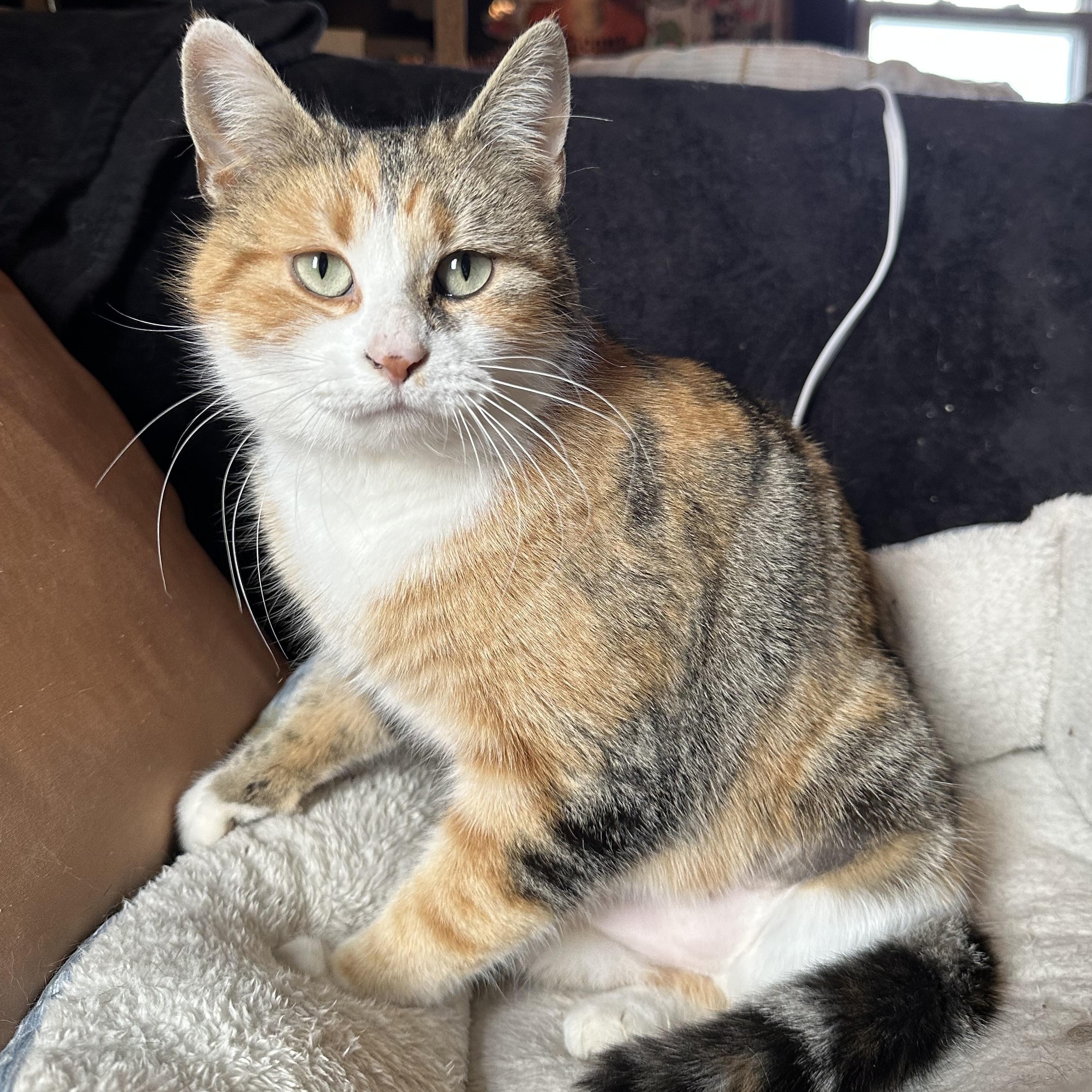 Lumi, Adoptable, Young Female Domestic Short Hair.