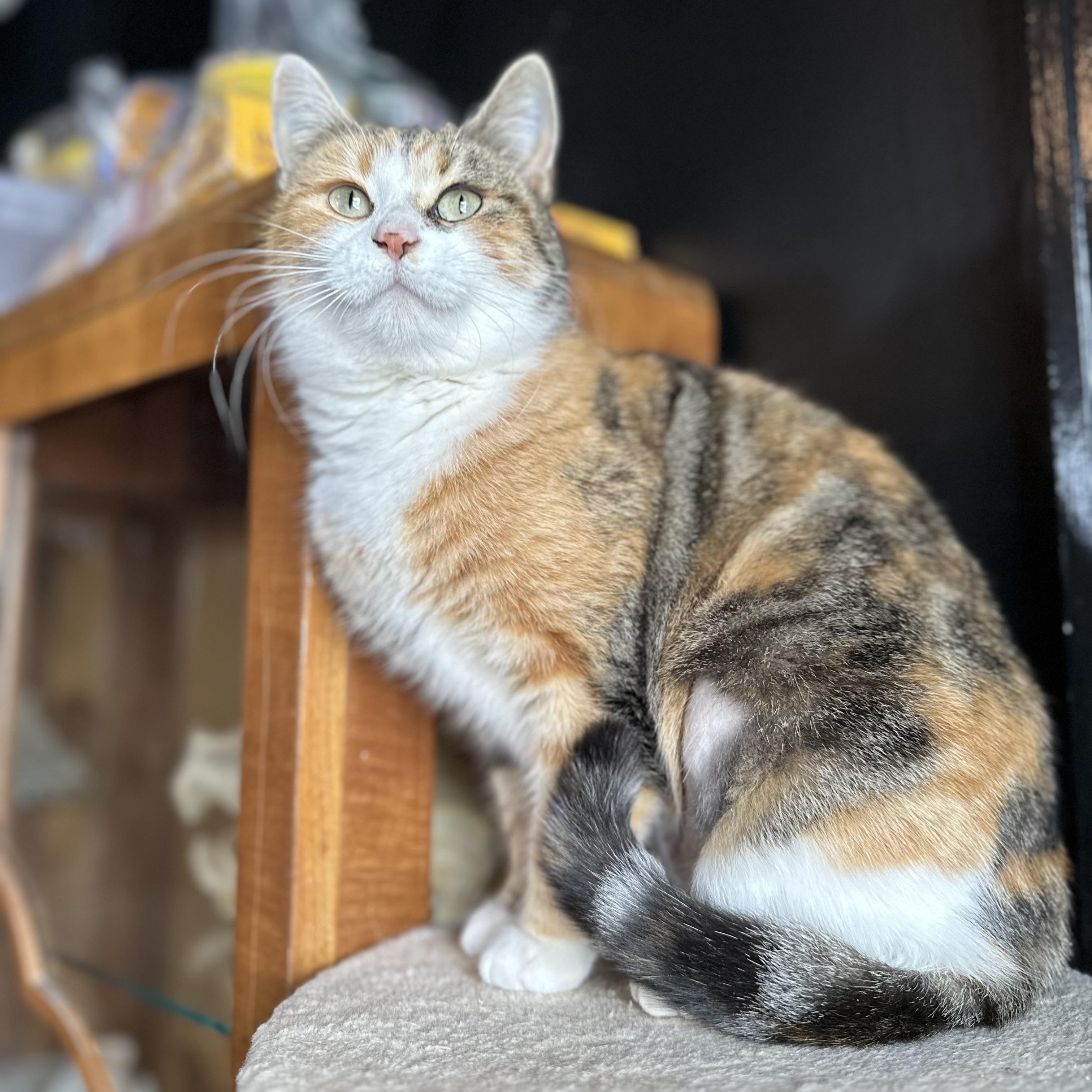 Enlarge Lumi, a Adoptable Domestic Short Hair in Detroit, MI image 2/5