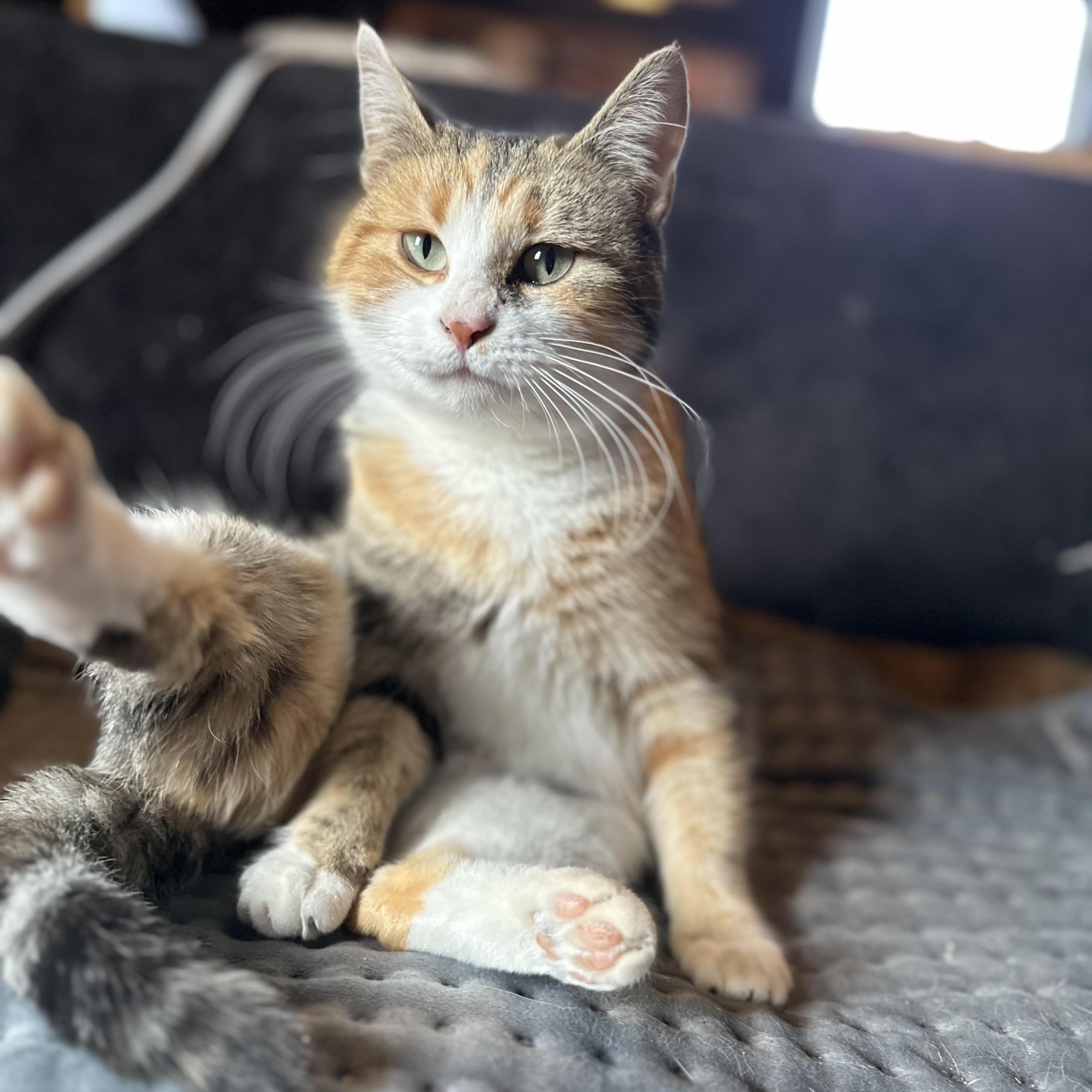 Enlarge Lumi, a Adoptable Domestic Short Hair in Detroit, MI image 3/5