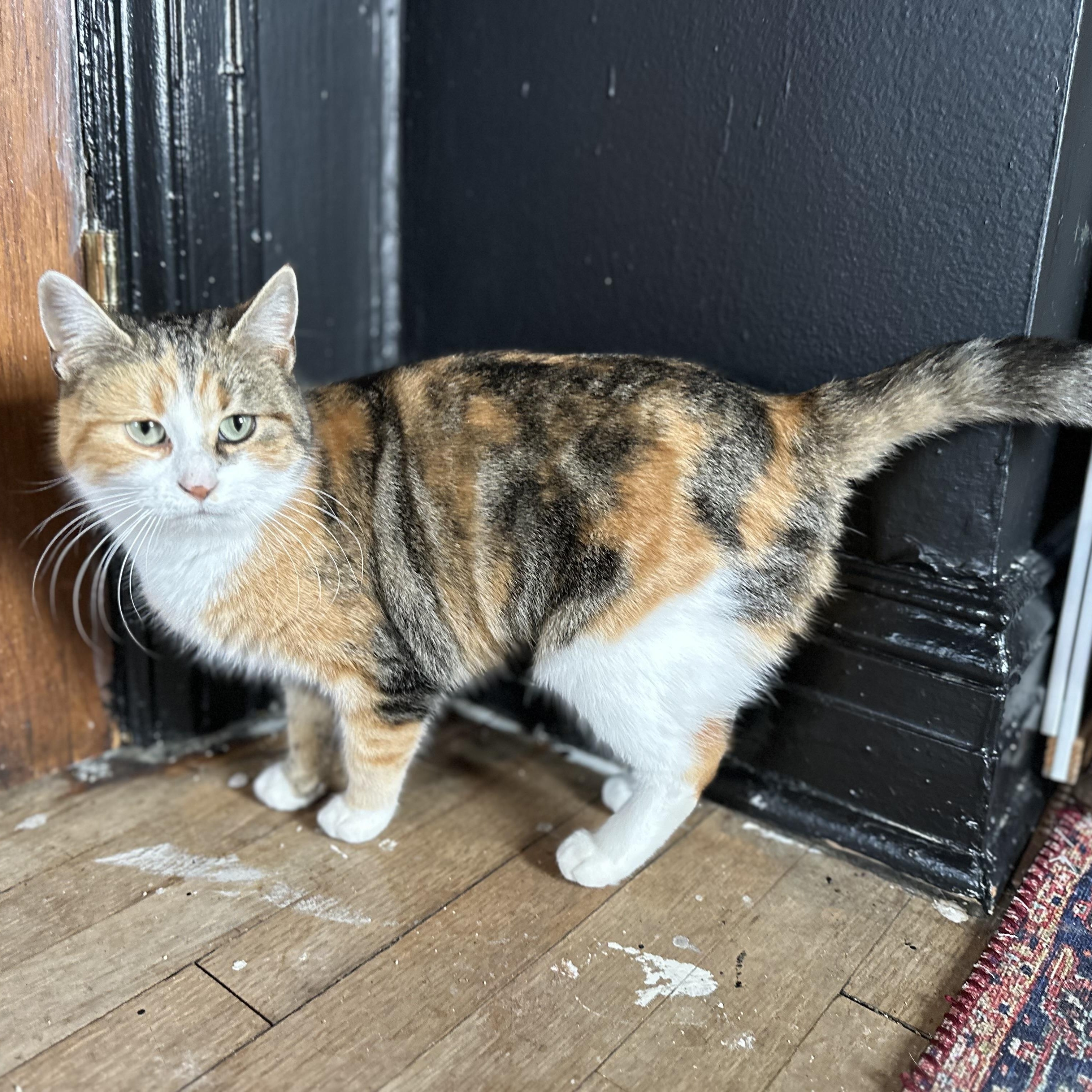 Enlarge Lumi, a Adoptable Domestic Short Hair in Detroit, MI image 4/5