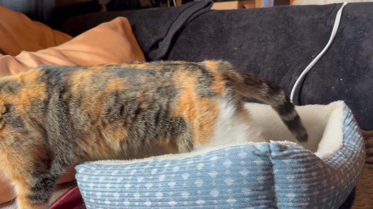 Enlarge Lumi, a Adoptable Domestic Short Hair in Detroit, MI video 5/5