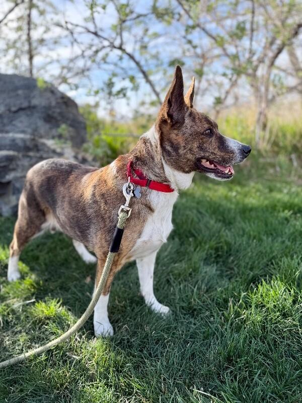 Eve, a Adoptable Border Collie in Fruit Heights, UT image 1/6