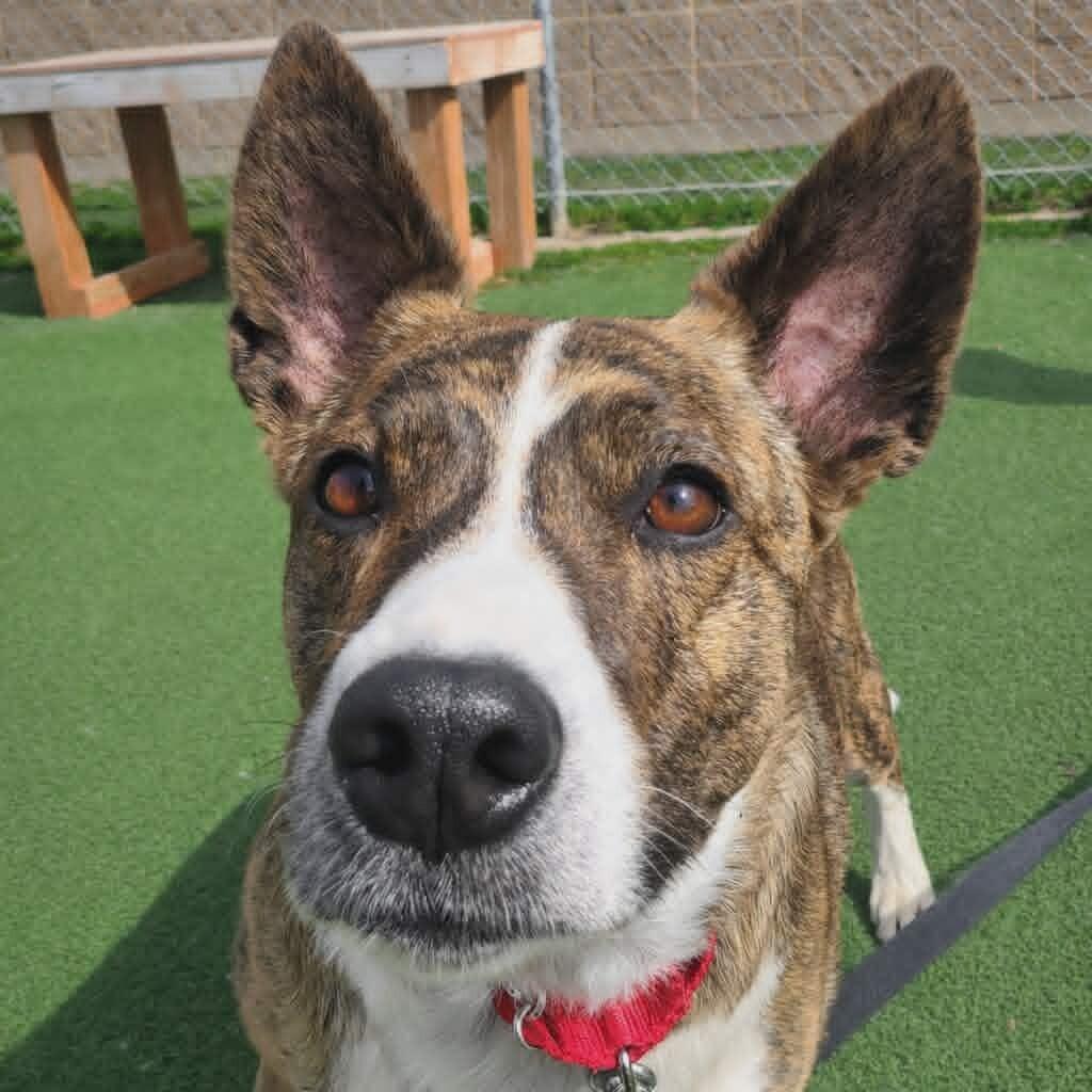 Eve, a Adoptable Border Collie in Fruit Heights, UT image 2/6