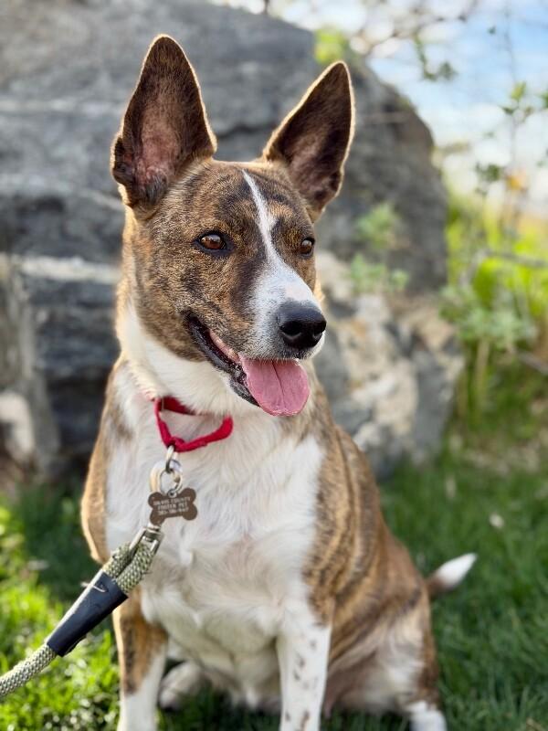Eve, a Adoptable Border Collie in Fruit Heights, UT image 3/6