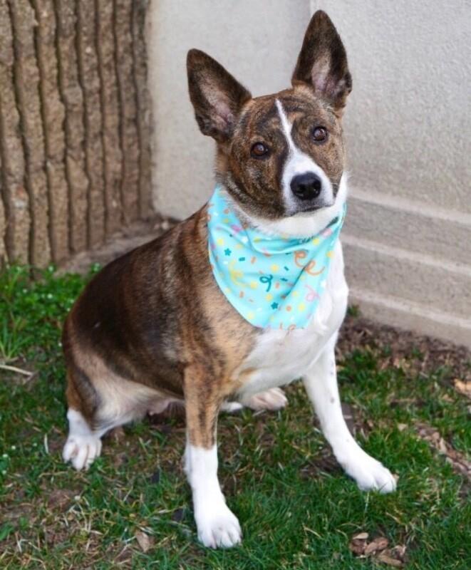 Eve, a Adoptable Border Collie in Fruit Heights, UT image 4/6