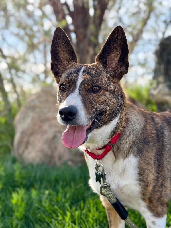 Eve, a Adoptable Border Collie in Fruit Heights, UT image 5/6